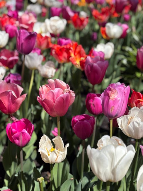 A vibrant field of tulips in various shades of pink, purple, red, white, and cream, densely packed and in full bloom, with delicate petals and green stems. The flowers are arranged naturally, some wit