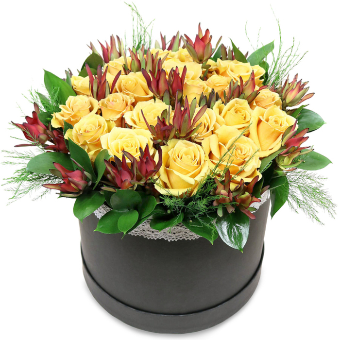 A modern hatbox arrangement of yellow roses and burgundy leucadendron is photographed against a plain white background, allowing every detail of the design to stand out clearly. The flowers are arranged in a perfect, rounded mound, with around two dozen golden yellow roses packed closely together so that their petals almost touch. Each rose is in full bloom, the soft, velvety petals unfolding in even spirals that radiate warmth, like pockets of golden light you might notice on an early walk through Cranford's quiet residential streets. Interlaced between the roses are upright stems of Leucadendron 'Safari Sunset' in deep maroon and russet tones, their elongated, pointed bracts lending a subtle architectural feel. The dark red of the leucadendron intensifies the yellow of the roses, creating a refined, almost regal colour pairing. Supporting this floral canopy, a ring of glossy, dark green foliage encircles the base, leaves overlapping in smooth layers that hide the mechanics and add volume. Here and there, finer, airy sprigs of light green foliage-resembling fern or soft conifer tips-peek out beyond the main shape, giving a sense of movement and natural spontaneity. The flowers sit securely in a sleek, round hatbox finished in matte black or deep charcoal grey. Along the very top edge of the box, just below the blooms, runs a slim band of white lace trim, its delicate pattern offering a romantic counterpoint to the box's contemporary lines. This combination of classic yellow roses and modern presentation makes the piece ideal for gifting, office reception desks, or as a welcoming feature in a Cranford living room, where its bright, optimistic character can gently lift the mood of the whole space.