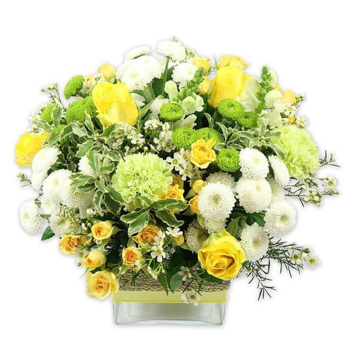 A lush, dome-shaped bouquet in a clear, rectangular square glass vase is captured against a stark white backdrop, making every flower and leaf appear clean and defined. The palette centres on cheerful yellows, bright and pale greens, and crisp whites, giving the arrangement the same invigorating quality as a sunny day wandering the quieter residential streets of Cranford. At the forefront, several yellow roses unfold their velvety petals in layered spirals, their rich golden tones immediately drawing attention. Interspersed among them, smaller sprays of yellow spray roses cluster together, creating pockets of texture that feel both delicate and abundant. White pompom chrysanthemums, tightly packed and spherical, nestle between the roses, their soft, rounded forms adding a sense of calm balance. Scattered more prominently are vivid lime green button chrysanthemums, compact and button-like, which introduce a fresh, contemporary note. Slightly larger soft green blooms, reminiscent of frilled carnations or special green mums, hover just above the rest, their ruffled petals lending a gentle movement to the design. The flowers are embraced by varied greenery: broad variegated leaves with white margins, glossy deeper green foliage, and slender sprigs that weave in and out, giving the bouquet a carefully composed yet natural garden feel. Tiny white filler flowers - airy and star-shaped - drift across the arrangement like small bursts of light, subtly linking each element. Around the midsection of the glass vase, a textured wrap of natural fibre or bark adds rustic charm, banded with a simple lime green ribbon that mirrors the vivid green mums above. The result is a sophisticated yet approachable floral display that radiates warmth, freshness, and joy, the sort of piece you might choose to celebrate a new home in Cranford, to brighten a birthday gathering, or to send a heartfelt congratulations that feels both stylish and sincere.