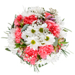 This vibrant spring bouquet evokes the renewal and gentle happiness that define life in Cranford during its most radiant months. At its core, boldly white daisies with striking green centers bask among the soft, petal-rich coral-pink carnations, their ruffled surfaces playing with dappled light the way wildflowers do in the open spaces near Cranford Park. Wisps of pure white baby's breath-like the lightest clouds-float between the blossoms, their airy delicacy bringing balance and poetic charm. Eucalyptus leaves of a calming silvery-green peek through the rounded shape, adding both structure and a faint, invigorating aroma; intermittent blush alstroemeria buds, tinted deep pink and purple, hint at new beginnings and stories yet to come. This thoughtfully constructed arrangement is filled with quiet anticipation and celebration, designed to convey love, gratitude, or simply to brighten any corner of a Cranford home on a birthday or anniversary. Every stem and swirl of colour is selected for harmony and longevity, reflecting the craftsmanship and soulful approach of Cranford's dedicated local florists. The bouquet's luminous palette, abundant form, and grounding greens invite peace and cheer, making it a perfect choice for special occasions or to offer a daily reminder of Cranford's natural beauty and floral heritage.