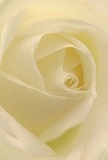 Nestled within this creamy-white rose, as if enveloped by its delicate petals, you sense both warmth and serenity-a hallmark of Cranford's best floral moments. The petals unfurl in a flawless spiral, each one light as air and seemingly touched with the gentle sheen of dawn. Subtle shadows dance between the folds, lending a quiet drama that draws the gaze closer, inviting you to imagine the soft, almost dewy texture beneath your fingers. Light lingers on the ivory curves, echoing the peaceful early hours on the Cranford Green, while the bloom's elegant simplicity evokes feelings of reverence, admiration, and hope. Whether chosen to comfort a friend, commemorate a milestone, or grace a wedding table, this rose embodies the purity of intention and skillful artistry of Cranford Flowers. Even without seeing the flower, you can almost sense its clean, sweet scent, understated yet unmistakable-a gentle reminder of care and connection. This close perspective captures not only the fragile beauty of the rose, but also the thoughtful expertise and emotion poured into every arrangement delivered throughout the Cranford community.